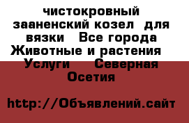 чистокровный зааненский козел  для вязки - Все города Животные и растения » Услуги   . Северная Осетия